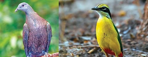The Pale-capped pigeon (left) is only found in Arunachal pradesh and Indian Pitta (right) can be spotted during summer after which it mitigates to southern India and Sri Lanka in the winter.