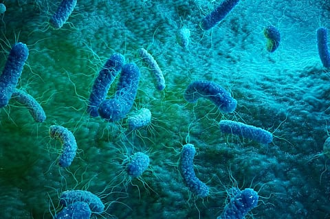 Hand-held device developed to detect bacteria 