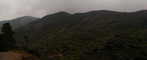 The Forest Survey of India says it would need 16 years to complete its survey of encroachment in Indian forests such as this Shola forest in Tamil Nadu as ordered by the Supreme Court. Photo: Wikimedia Commons