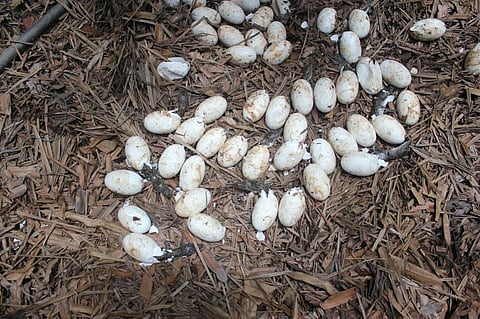 Crocodiles emerging from eggs in Bhitarkanika National Park. Photo: Ashis Senapati