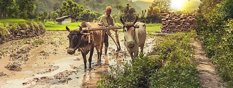 Nitrous Oxide emissions from land have more than doubled since 1961, with cropland soils emitting around three megatonnes each year, according to the latest IPCC Report. Photo: Getty Images