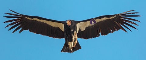The California Condor, a relative of the Andean, was saved by the Endangered Species Act, 1973, say US conservationists. Photo: Getty Images