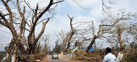 Cyclone Fani uprooted lakhs of trees in Odisha. Photo: Arabinda Mahapatra
