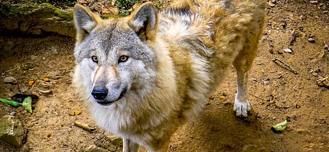 The Himalayan Wolf is a unique lineage of wolves found across the Himalayas, the Tibetan Plateau and Inner Asia. Photo: Getty Images