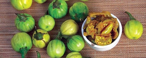Just like brinjal, khamen akhaba is botanically a fruit. Photo: Chitra Balasubramaniam