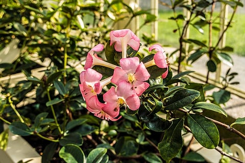 Photo: Creative commons 