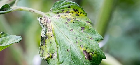 A tomato leaf infected with spotted wilt virus. Photo: Getty Images