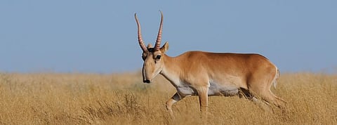 CITES CoP 2019: Critically endangered saiga antelope not to get highest protection