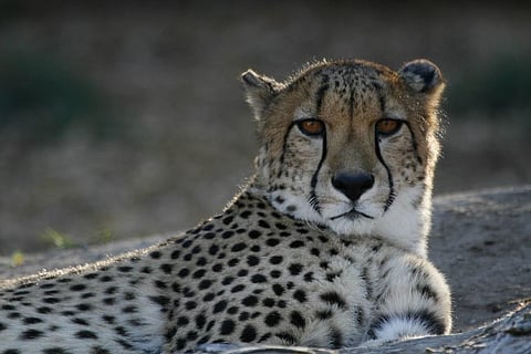 Photo: Creative commons 