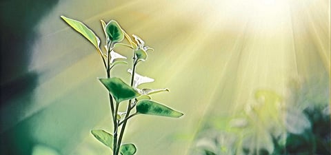 How plants gauge the time of day  