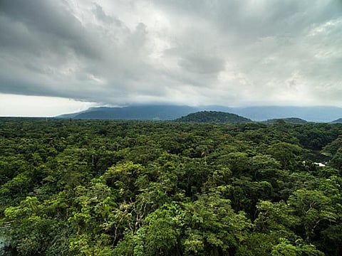 Manmade landscape changes such as land use change and fragmentation of habitat are known to alter the diversity of wildlife. Photo: Getty Images