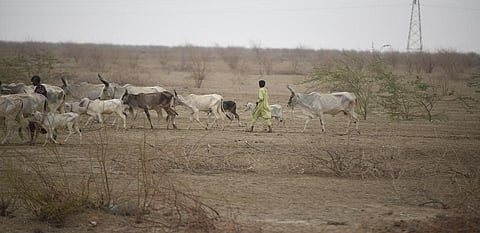 Overgrazing and encroachment of grassland for agricultural activities have also led to desertification in Gujarat. Photo: Adithyan PC