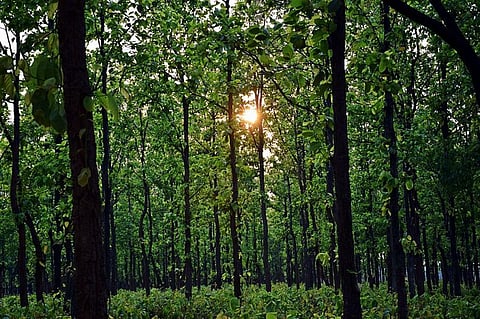 The no-mining area in Saranda forest has mining proposals from SAIL, JSW, Vedanta and others. Photo: Wikimedia Commons