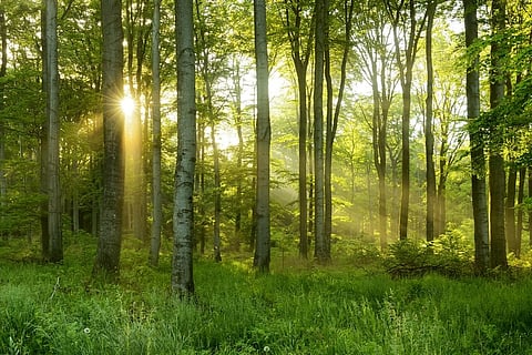 FRA in SC: 3 intervention applications from Wildlife First ahead