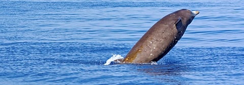 Global Eco Watch: Major ecological happenings of the week (September 2-8)
