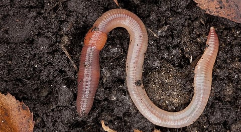 Microplastics in soil threatens earthworms’ growth: Study