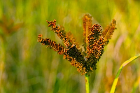 Millets like ragi are showing up on our food market shelves. Photo: Getty Images