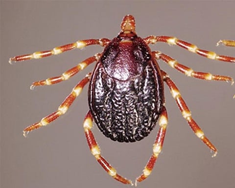 Photo : Daktaridudu/Wikimedia Commons