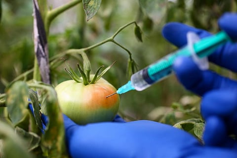 Many times farmers harvest fruits and vegetables much before they get ripe and traders then ripen them artificially at the destination using certain chemicals. Photo: Getty Images
