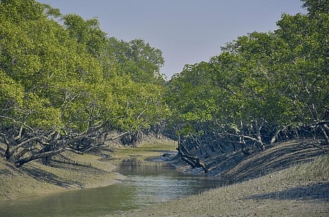 How bio-restoration is helping revive degraded mangroves in Sunderbans
