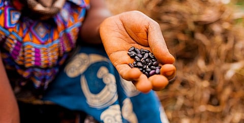 SMEs in Africa ignored in food and agriculture policy debates: Report