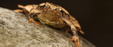 New species of frog discovered in Arunachal