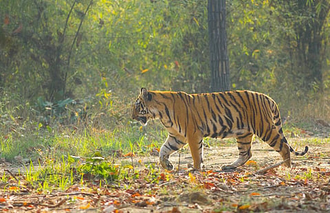 क्या बिहार में भी शुरू हो गई है बाघ व आदमी के बीच मुठभेड़?
