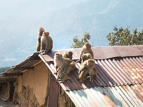 फर्नांडो स्टनकंस 