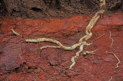 New method developed to measure soil erosion 