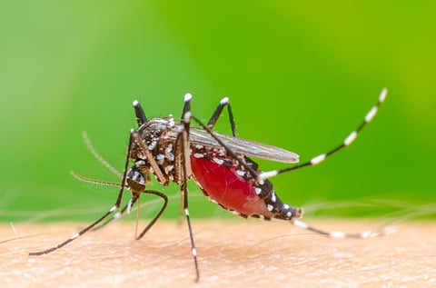 Genetically modifying mosquitoes to control the spread of disease carries unknown risks