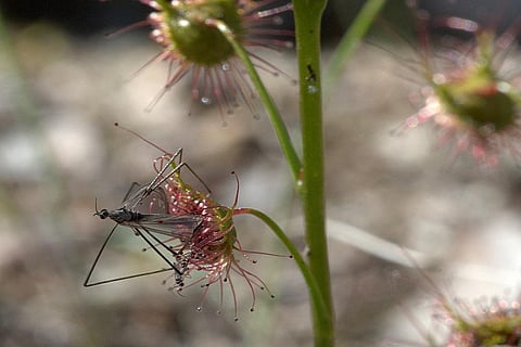 Photo: Creative commons 