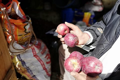 उत्तराखंड के हर्षिल क्षेत्र में खराब हो चुका सेब दिखाता एक किसान। फोटो: मनमीत सिंह 