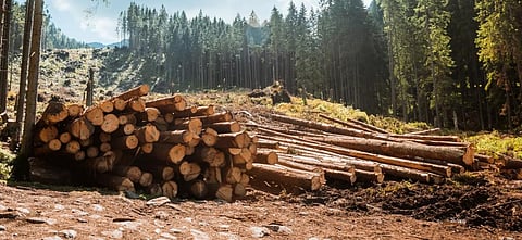 Environmental offences in India soared 790% in 2017