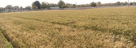 Govt hikes Rabi crops’ MSP minimally