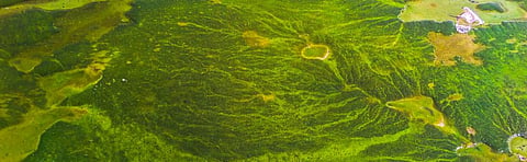 Why there is an algal bloom in Gulf of Mannar and how it affects livelihood