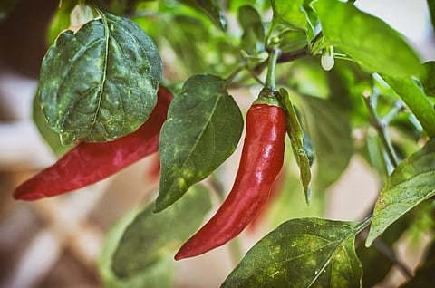 Indian scientists find a way to enhance fat-burning capacity of chilli 