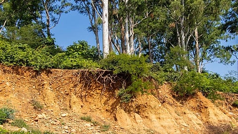 Deforestation, agriculture triggered soil erosion 4,000 years ago: Study