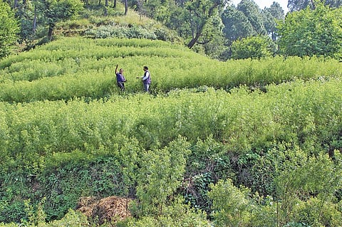 Since 2017, close to 700 hectares have been brought under the cultivation of 
aromatic plants such as wild marigolds in Himachal Pradesh (Photograph: Ashwani Sharma)