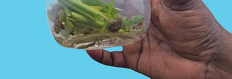 Fall Armyworm controlled in Odisha