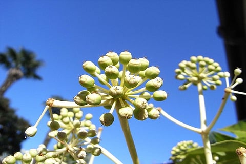 Photo: Creative commons 