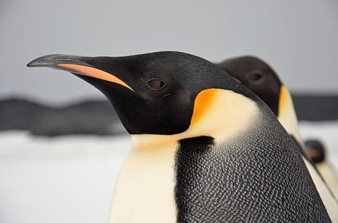 Emperor Penguins would be extinct if climate goals are not met