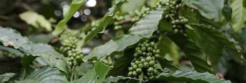 Guess what's helping Indian coffee: Blockchain 