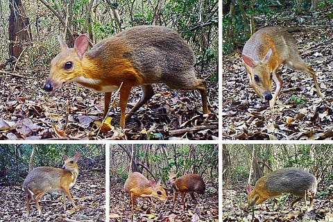 Source : Nature Ecology & Evolution
