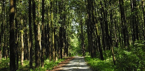 Photo: Wikimedia Commons