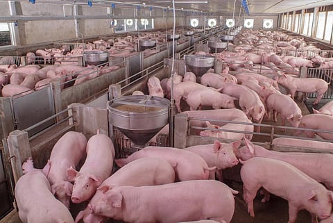 US pig farm Photo: Getty images  