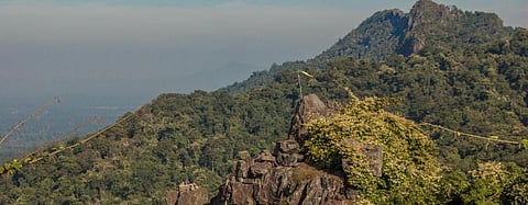 A forest in Chhattisgarh. Photo: Getty Images