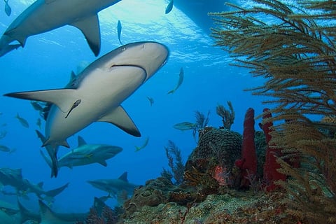 Photo: Creative commons
