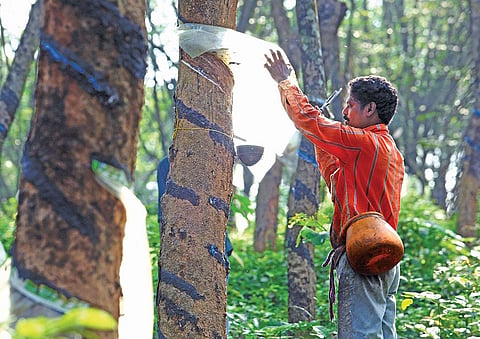 विदेशों से आ रही रबड़ के कारण केरल के 11 लाख किसान परेशान है (विकास चौधरी / सीएसई)