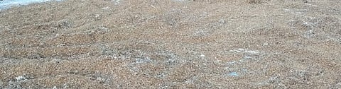 Paddy crop in Rohtas damaged by rainfall. Photo: @sanjaygautam127 / Twitter
