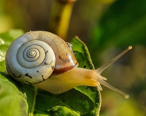 Photo : Piqsels